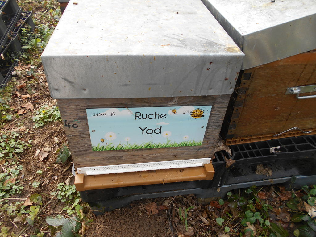 La ruche Yod