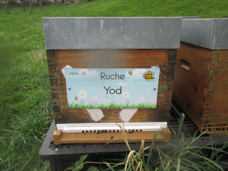La ruche Yod