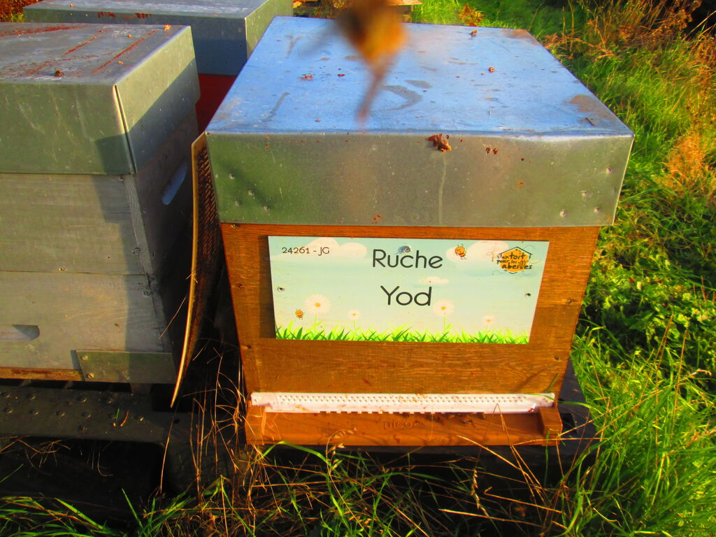 La ruche Yod