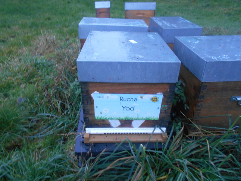 La ruche Yod