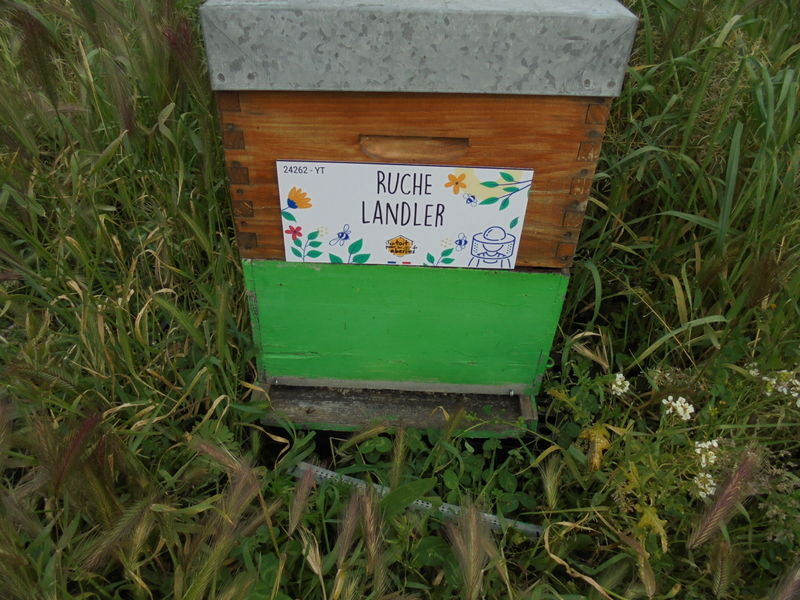 La ruche Landler