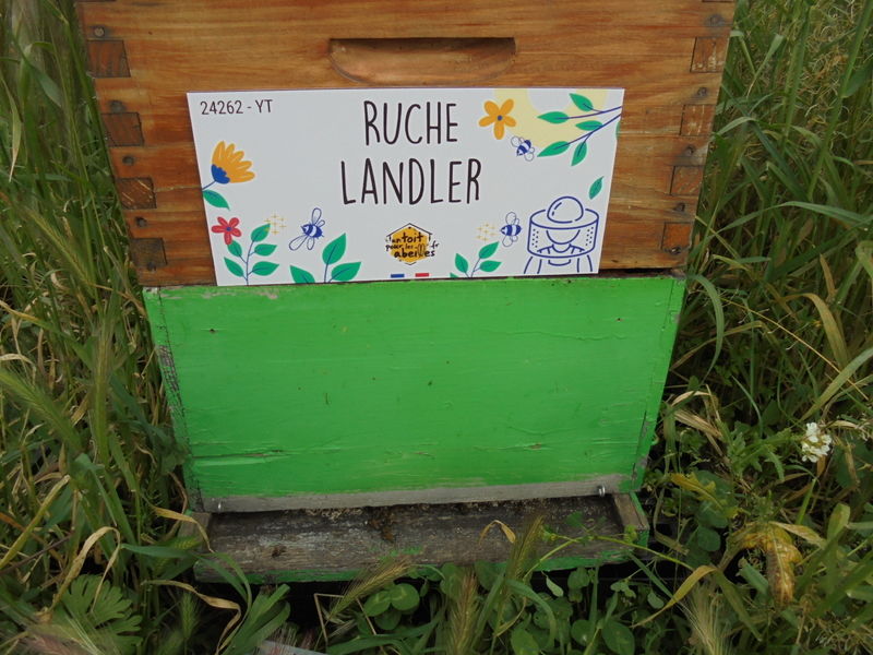 La ruche