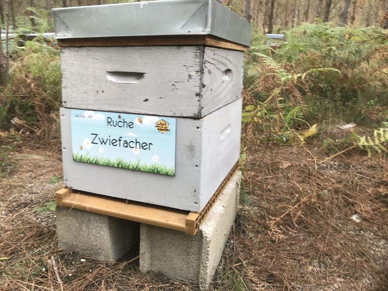 La ruche Zwiefacher