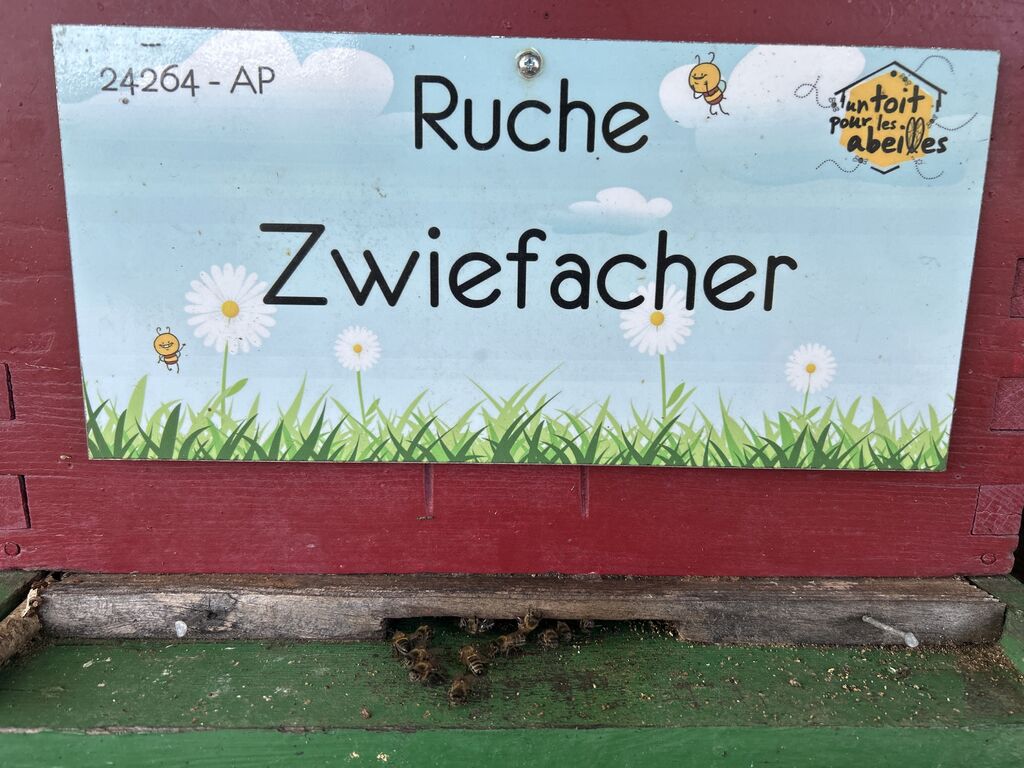 La ruche Zwiefacher