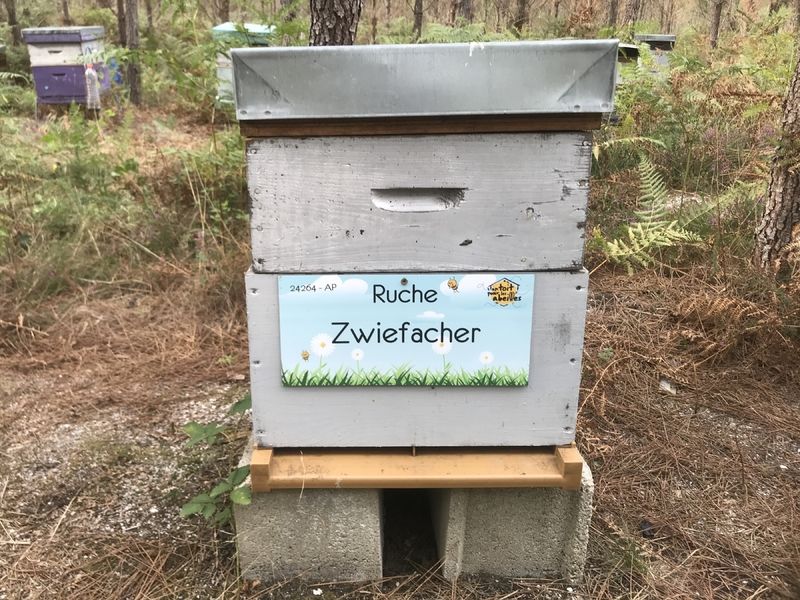 La ruche Zwiefacher