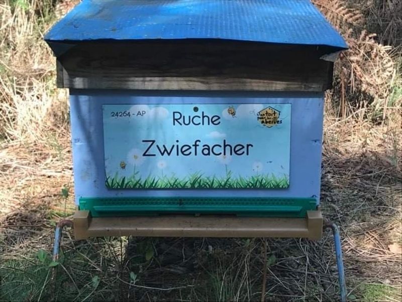 La ruche Zwiefacher