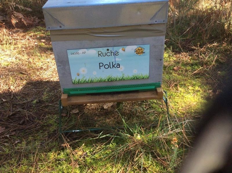 La ruche Polka