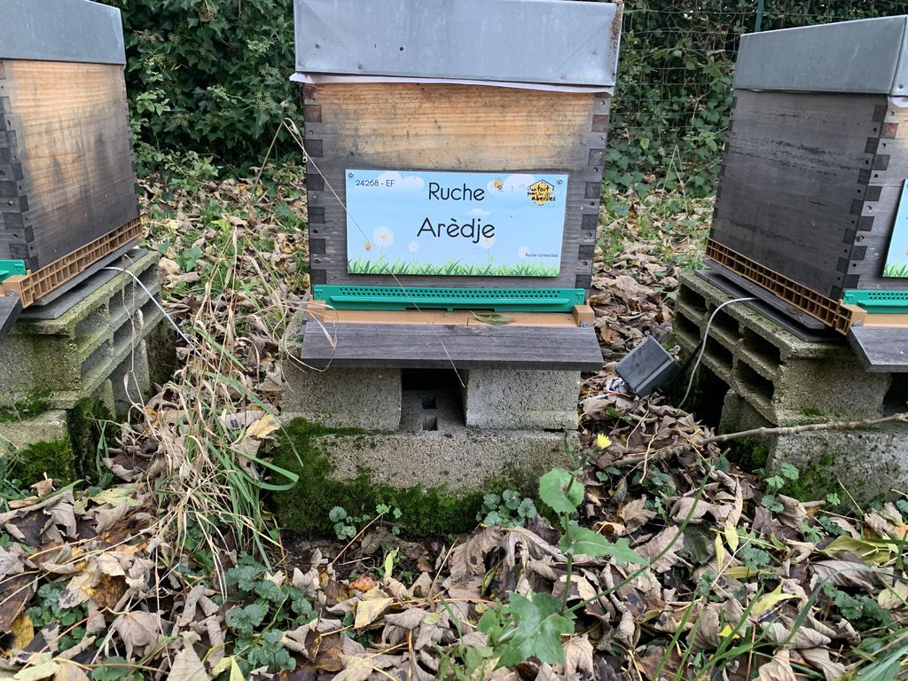 La ruche Arèdje