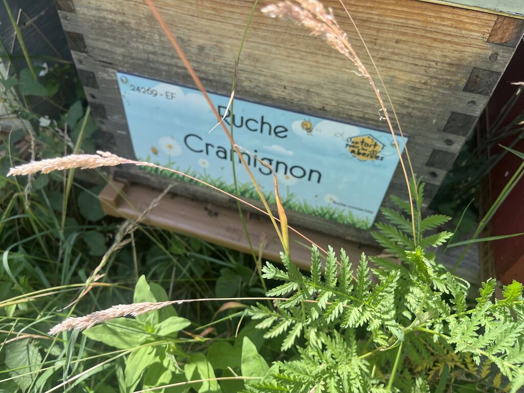 La ruche Cramignon