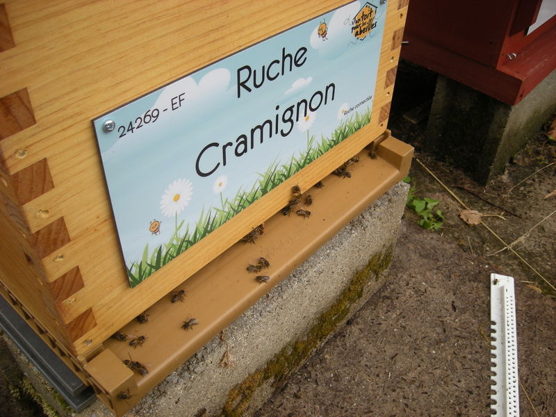 La ruche Cramignon