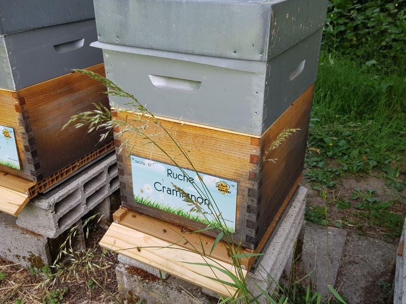 La ruche Cramignon