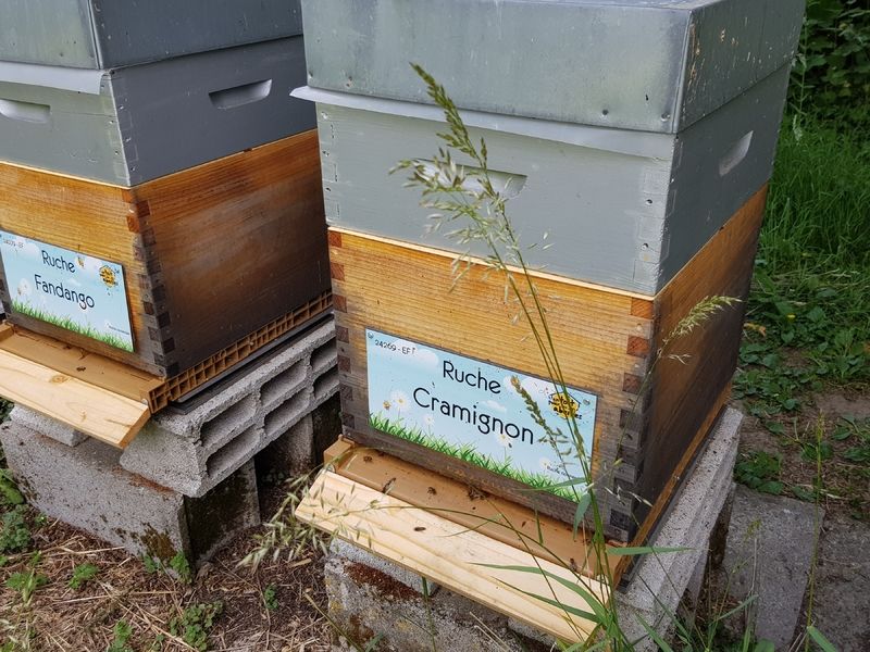 La ruche Cramignon