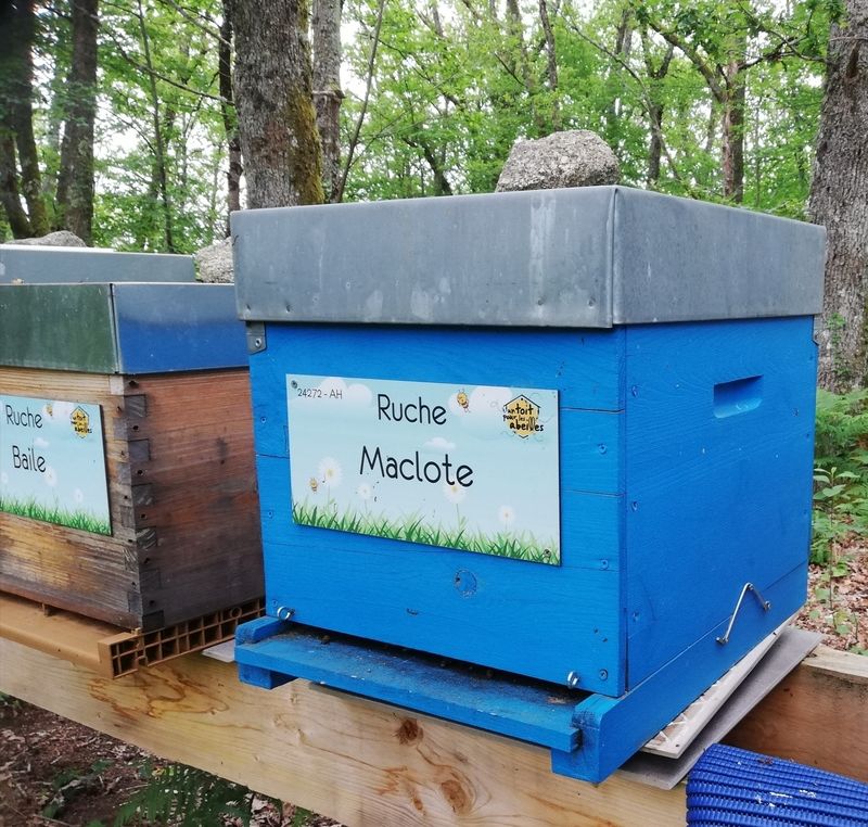 La ruche Maclote