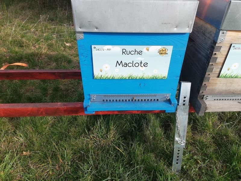 La ruche Maclote