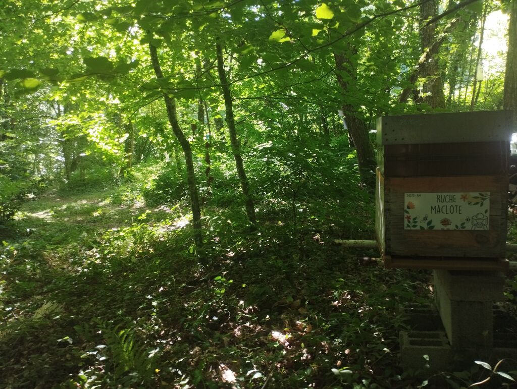 La ruche Maclote