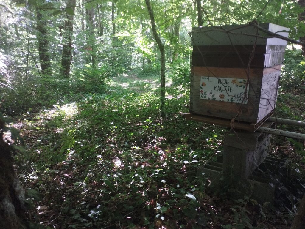 La ruche Maclote