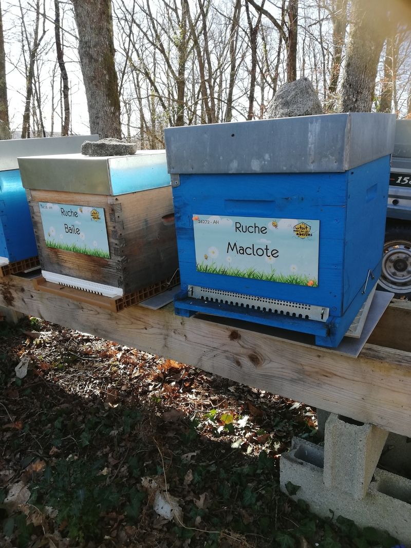 La ruche Maclote