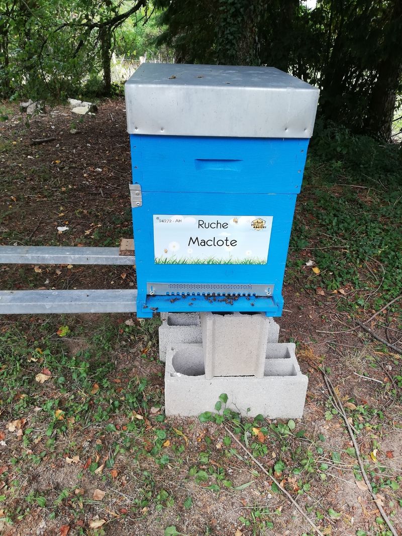 La ruche Maclote