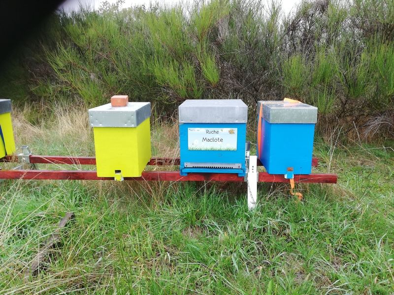 La ruche Maclote