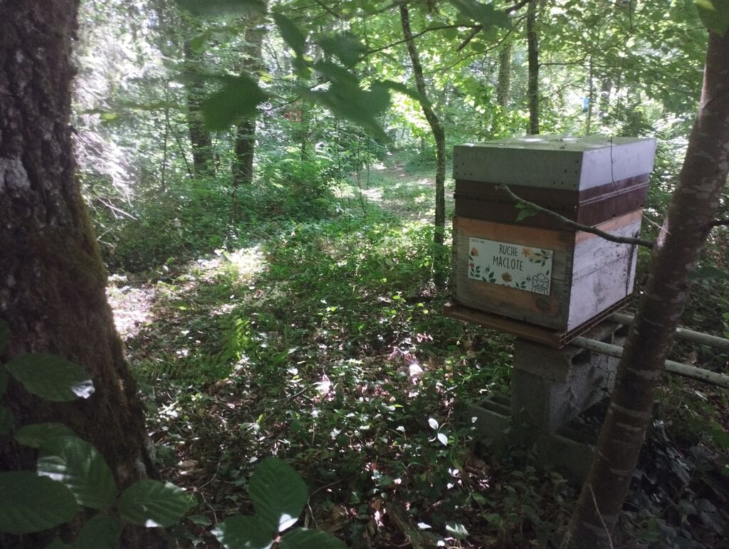 La ruche Maclote