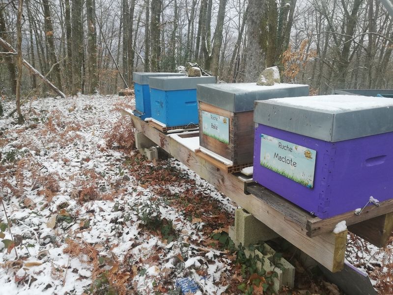 La ruche Maclote