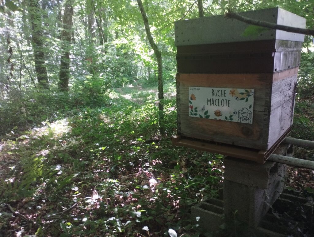 La ruche Maclote