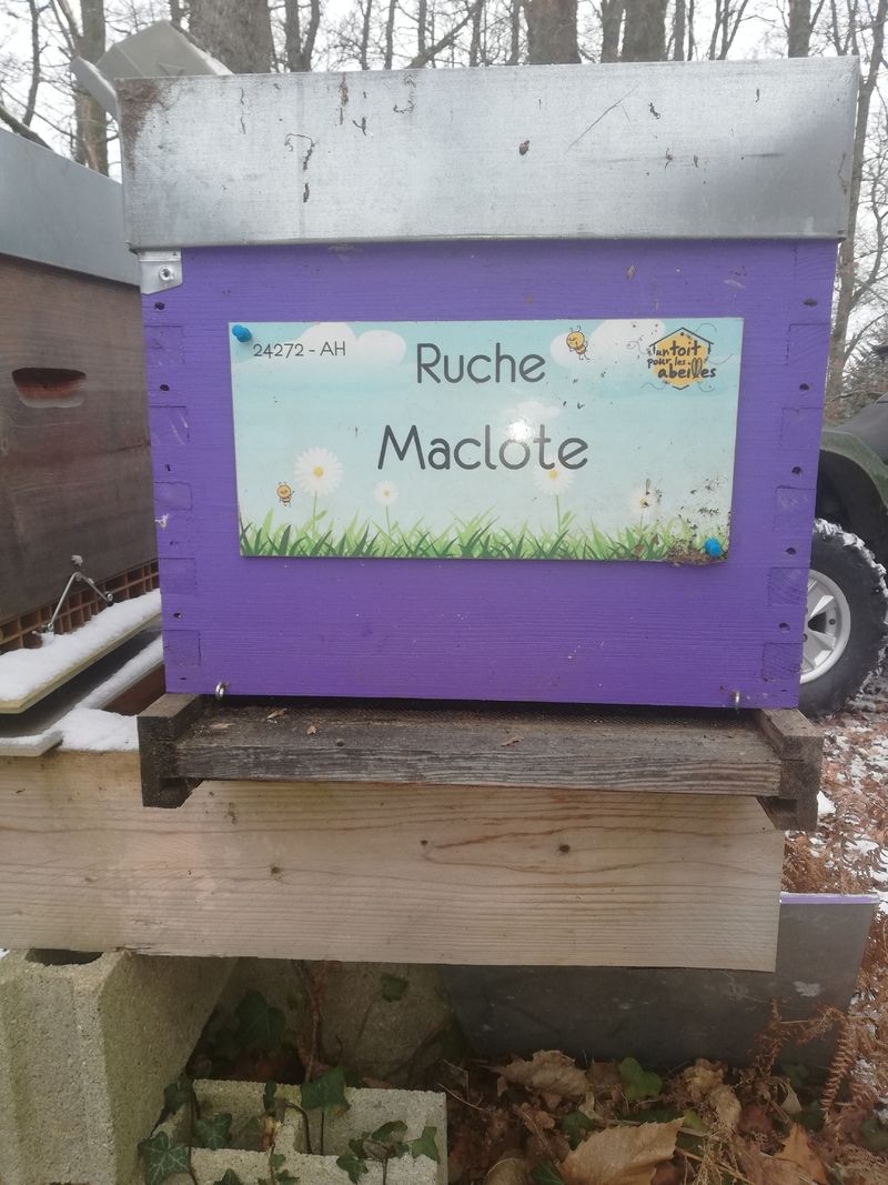 La ruche Maclote