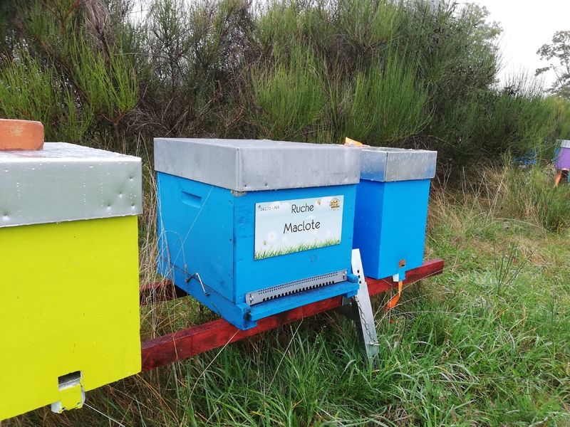 La ruche Maclote