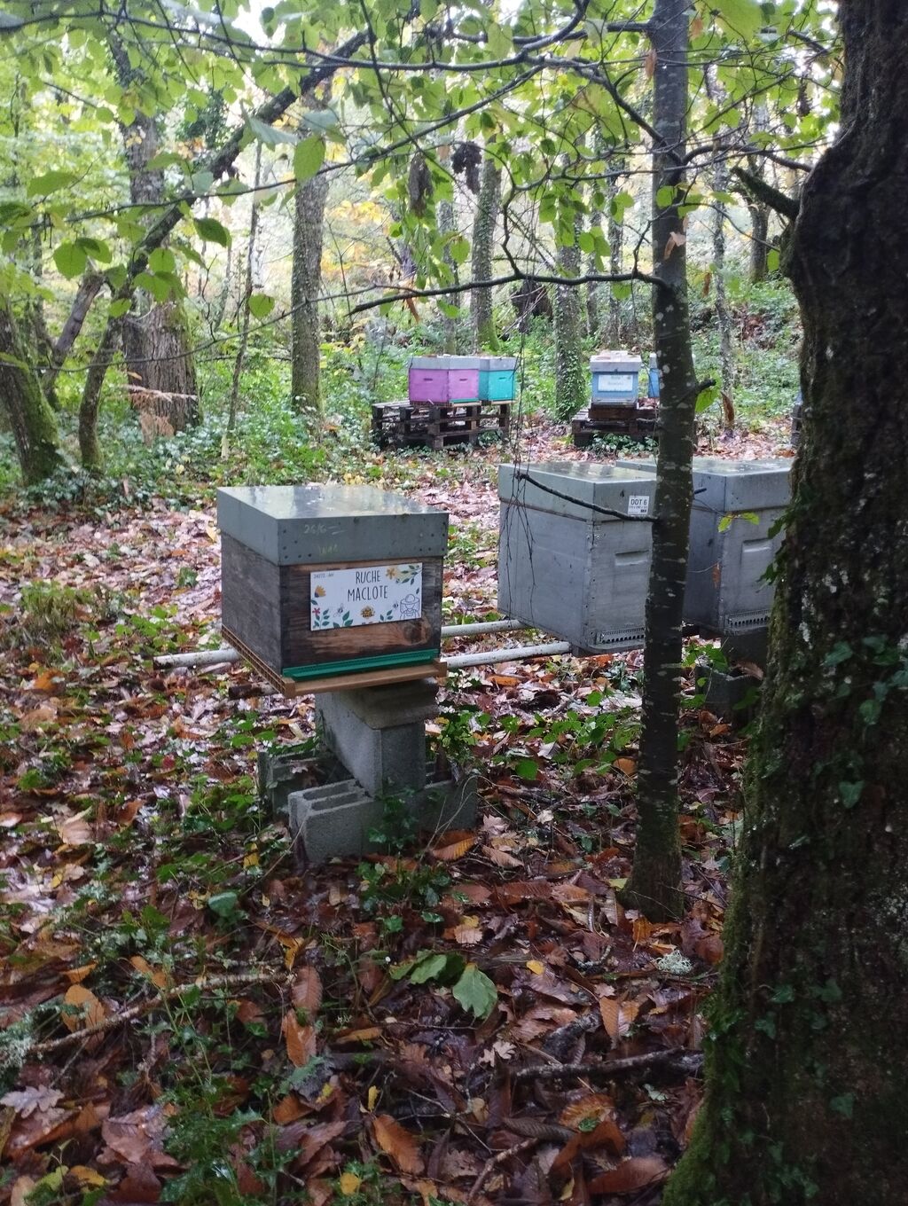 La ruche Maclote