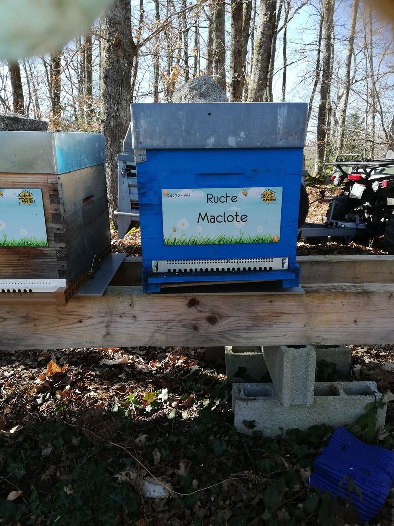 La ruche Maclote