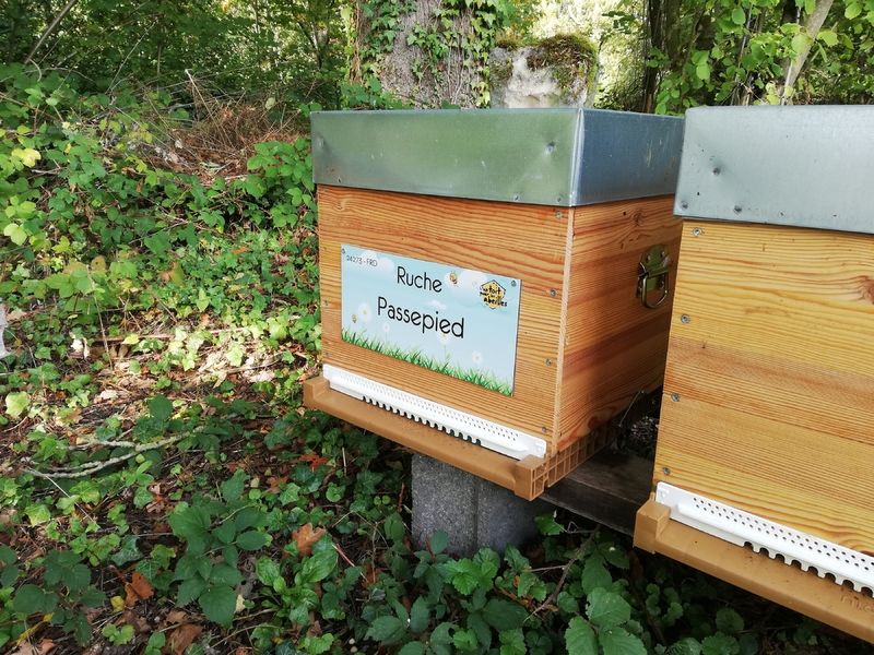 La ruche Passepied
