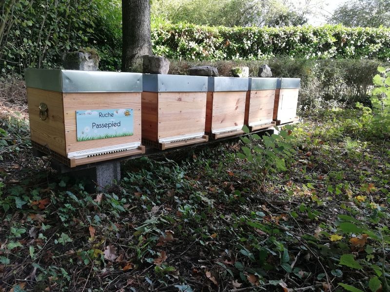 La ruche Passepied