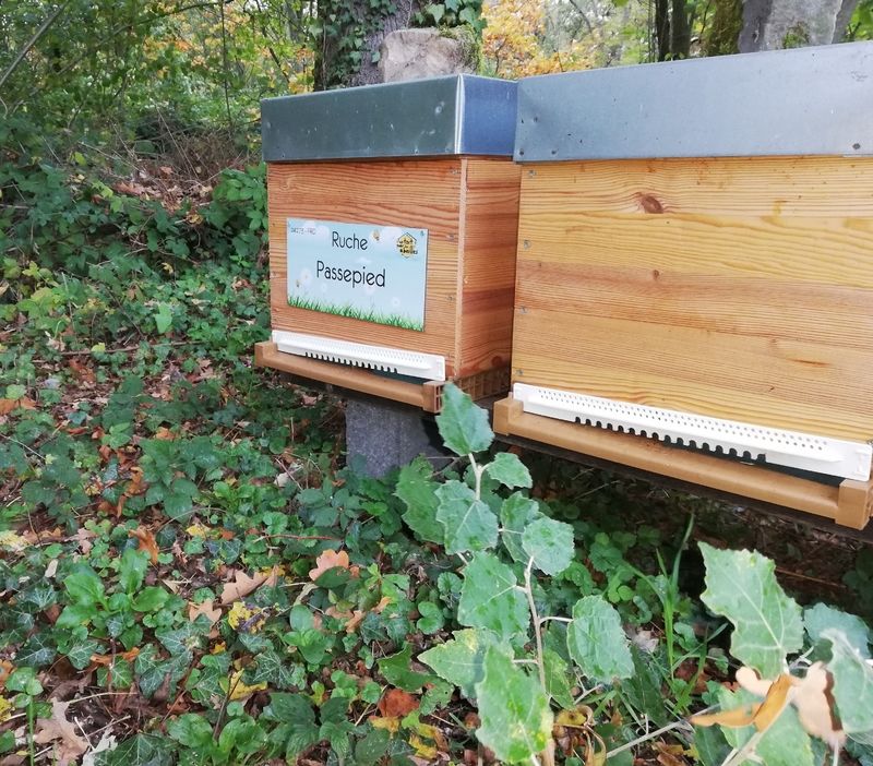 La ruche Passepied