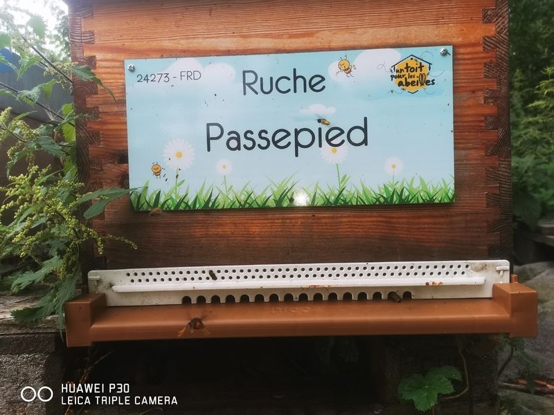 La ruche Passepied