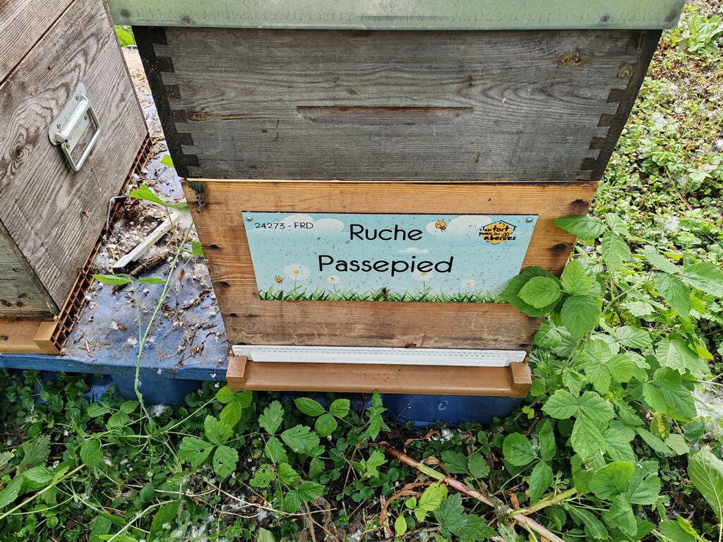 La ruche Passepied