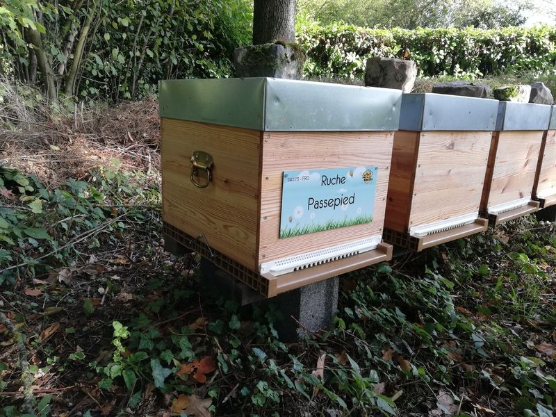 La ruche Passepied