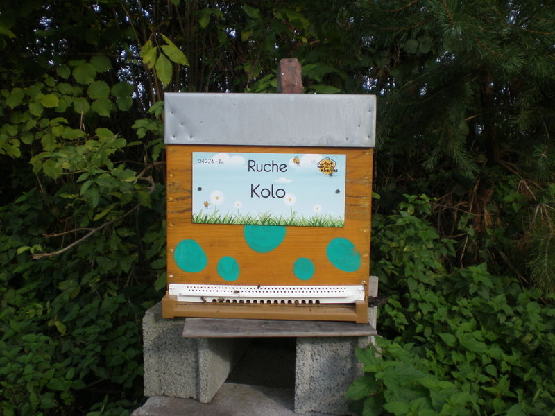 La ruche Kolo