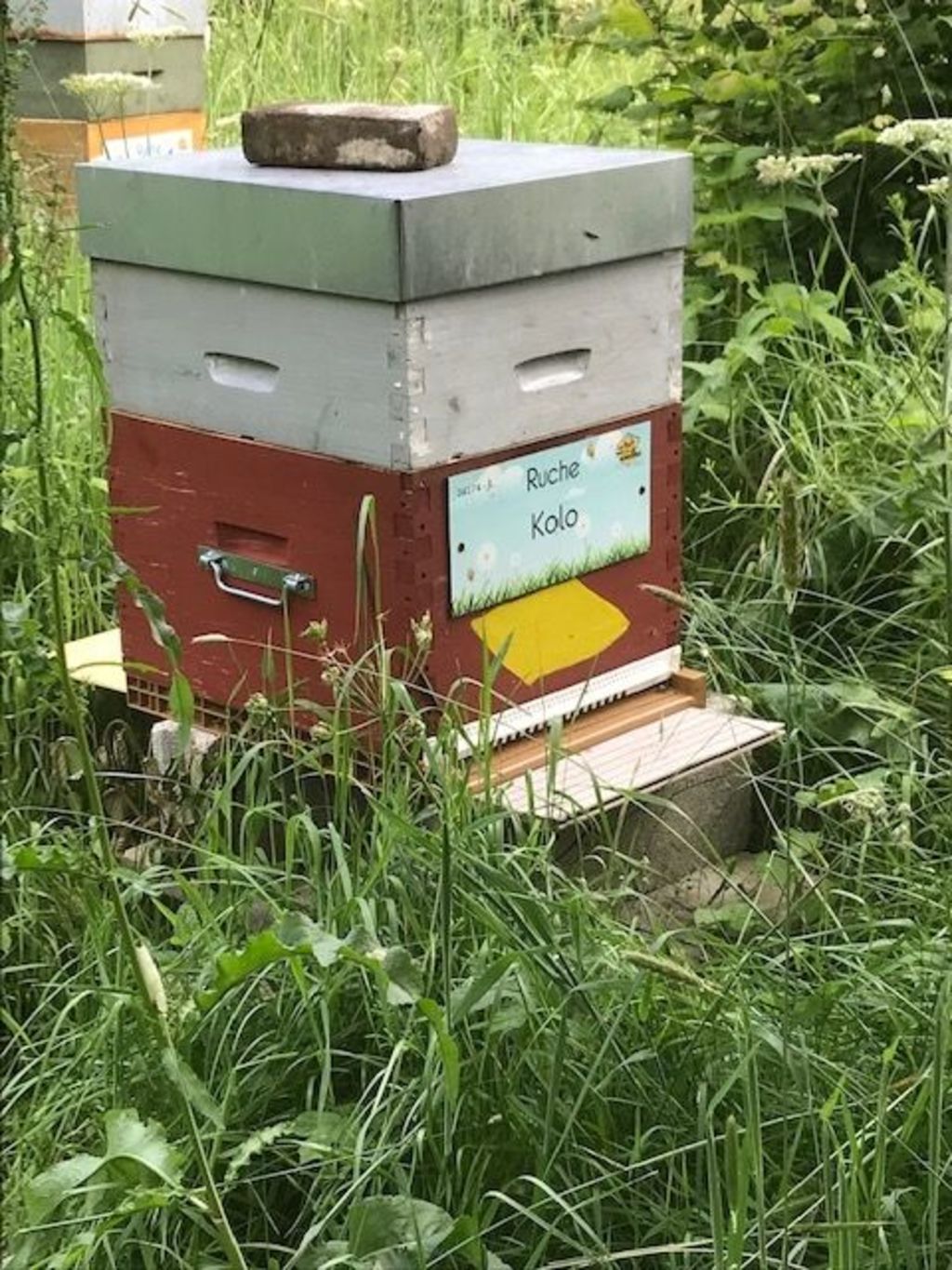 La ruche Kolo