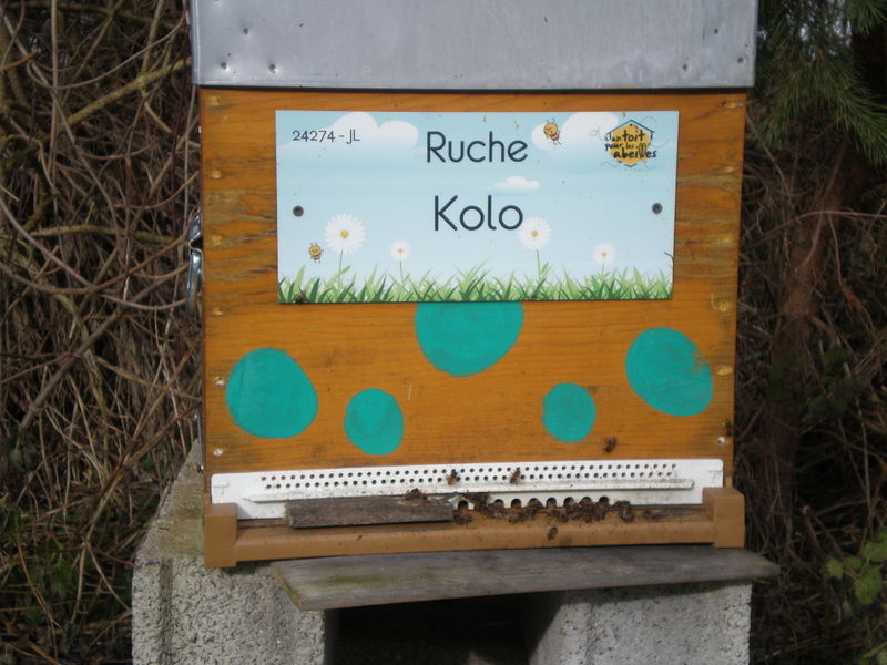 La ruche Kolo