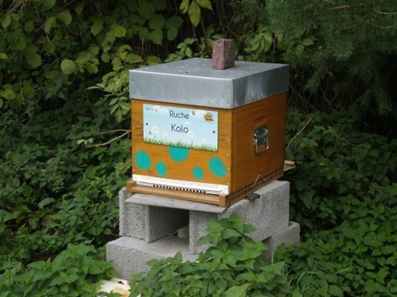 La ruche Kolo