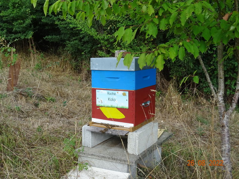 La ruche Kolo
