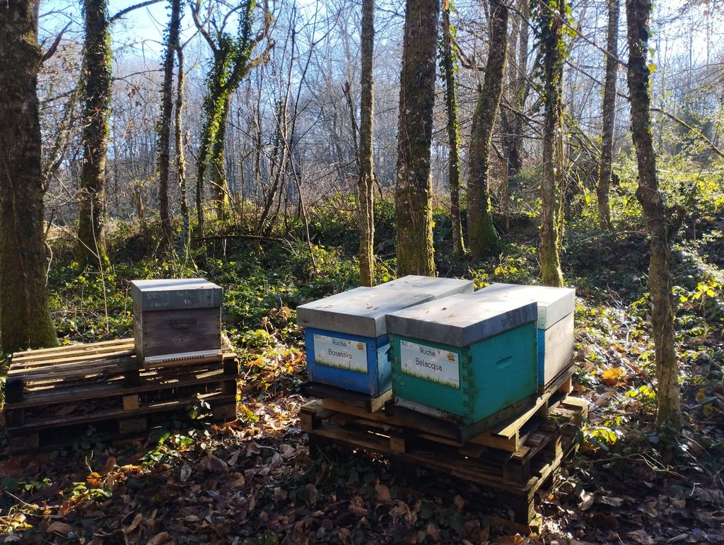 La ruche Bosansko