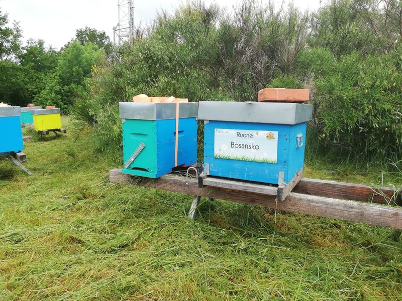 La ruche Bosansko