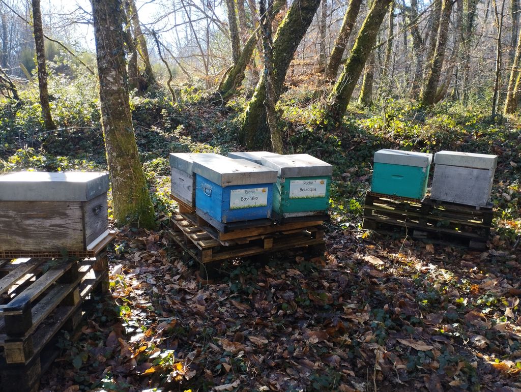 La ruche Bosansko