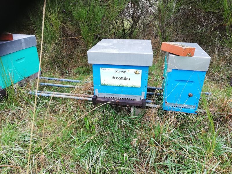 La ruche Bosansko