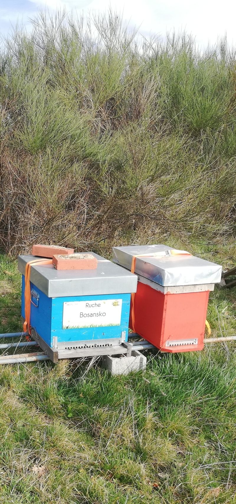 La ruche Bosansko