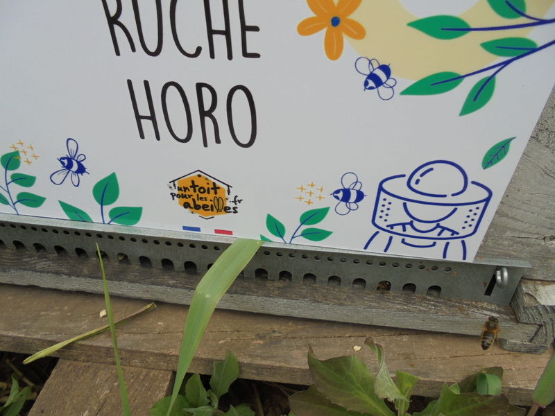 La ruche Horo