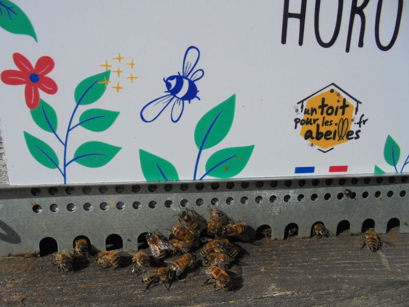 La ruche Horo