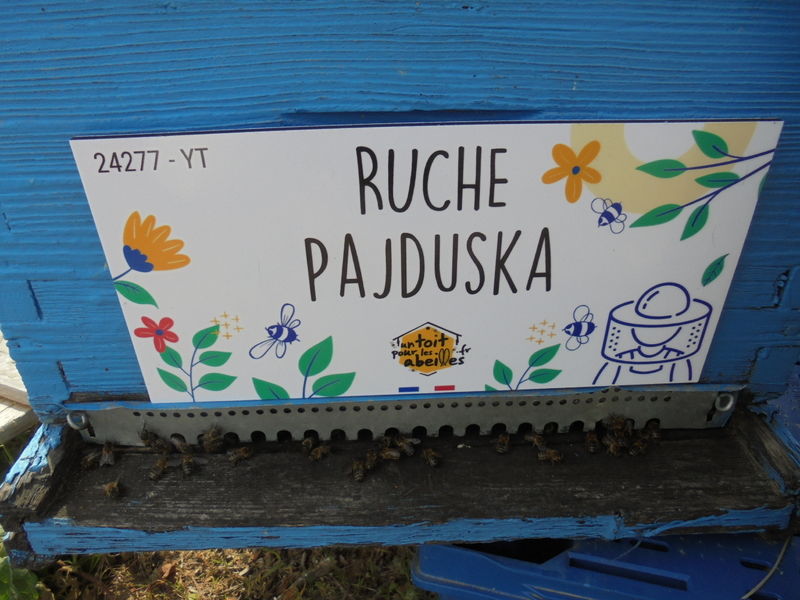 La ruche Pajduska