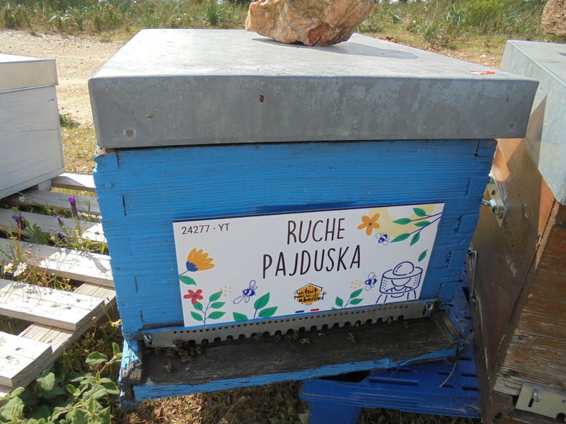 La ruche Pajduska